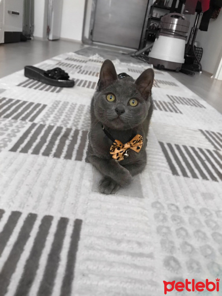 Mavi Rus, Kedi  Kuzey fotoğrafı
