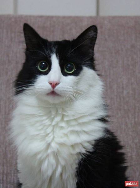 Tuxedo (Smokin) Kedi, Kedi  Badem fotoğrafı