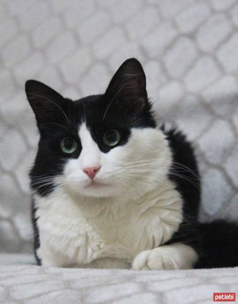 Tuxedo (Smokin) Kedi, Kedi  Badem fotoğrafı