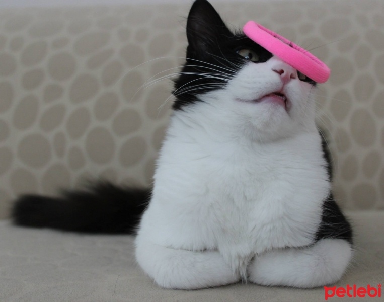 Tuxedo (Smokin) Kedi, Kedi  Badem fotoğrafı