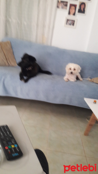 Maltese, Köpek  Caki fotoğrafı