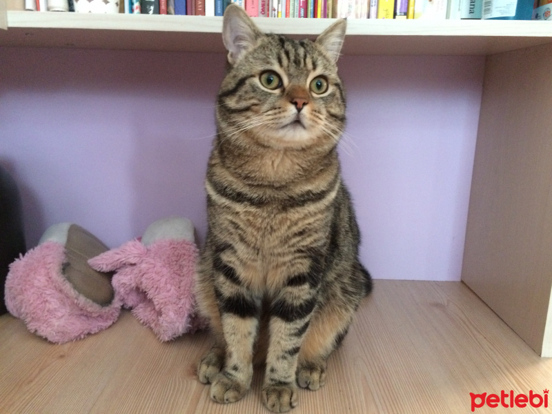 Tekir Kedi, Kedi  Misha fotoğrafı