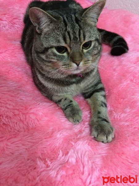 Tekir Kedi, Kedi  Misha fotoğrafı