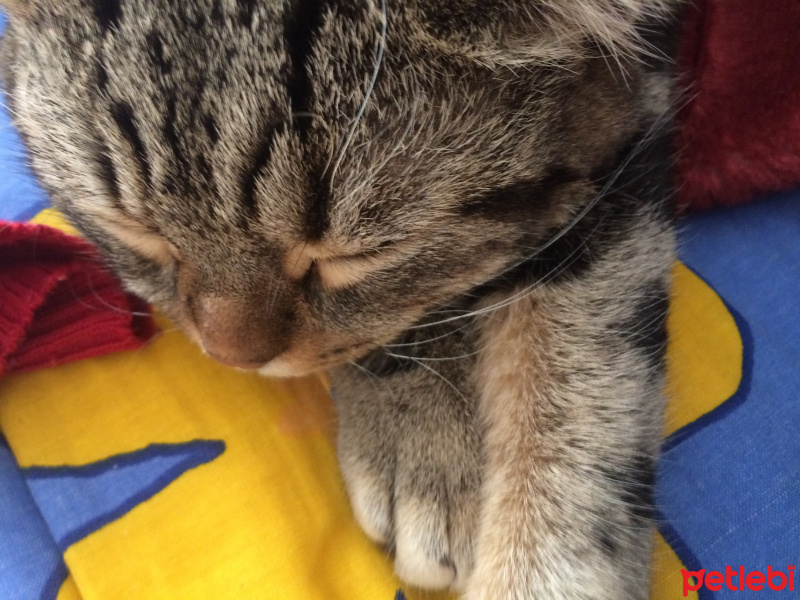 Tekir Kedi, Kedi  Misha fotoğrafı