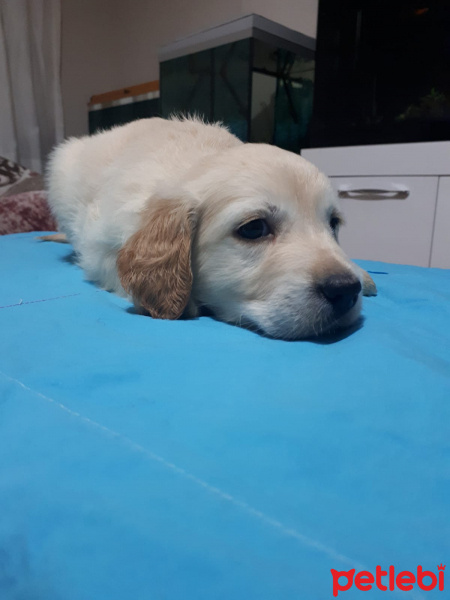 Golden Retriever, Köpek  Votka fotoğrafı