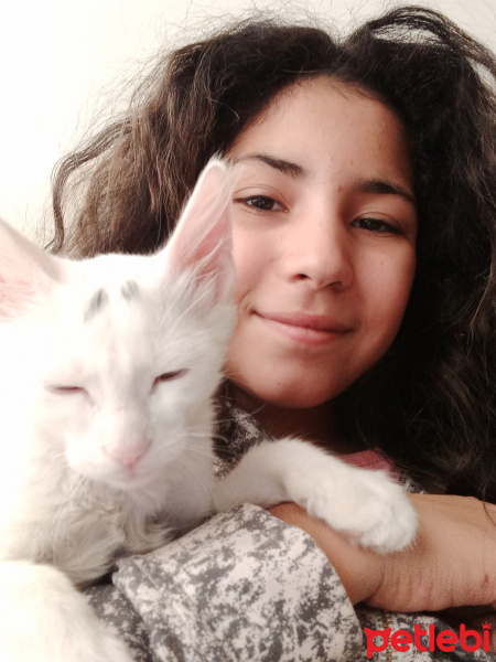 Van Kedisi, Kedi  Bulut fotoğrafı