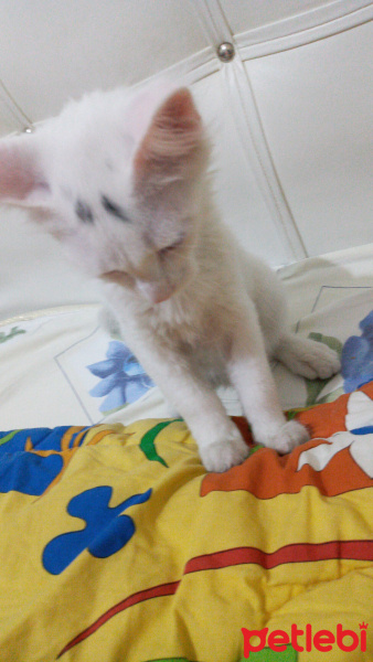 Van Kedisi, Kedi  Bulut fotoğrafı