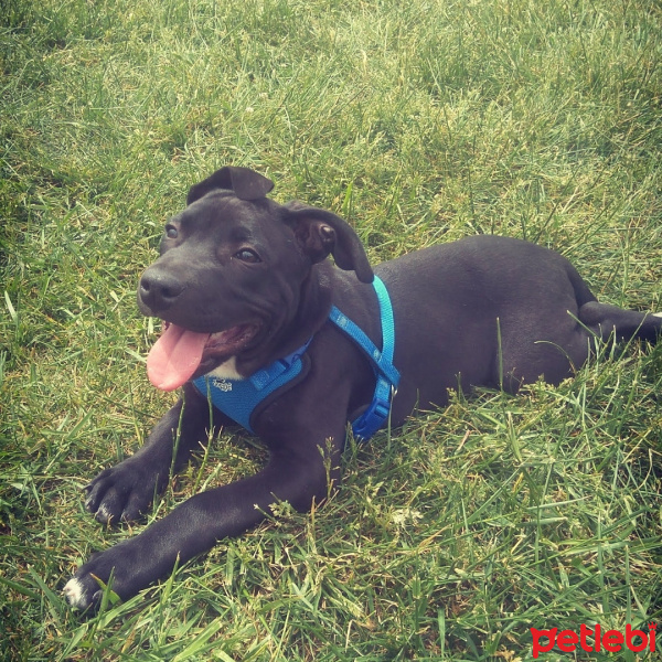 Amerikan Pitbull Terrier, Köpek  Minik fotoğrafı