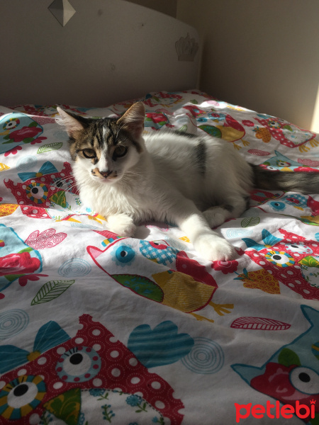 Sarman, Kedi  Bulut fotoğrafı