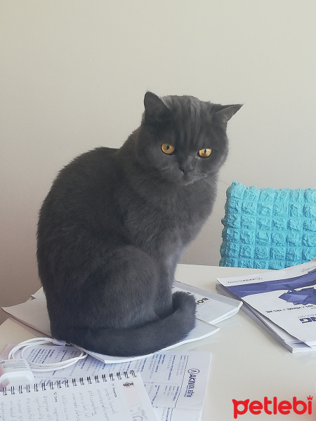 British Shorthair, Kedi  Pati fotoğrafı