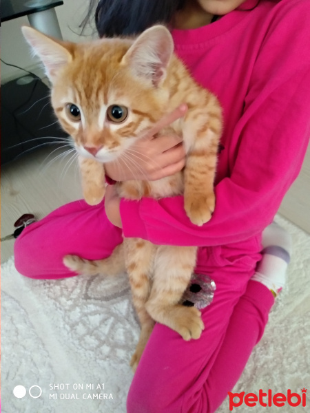 Tekir Kedi, Kedi  Tarcin fotoğrafı