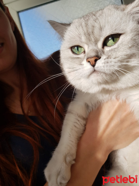 Scottish Fold, Kedi  Ayaz fotoğrafı