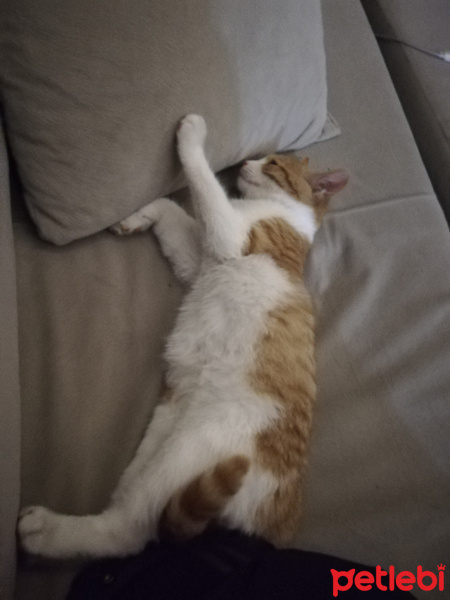 Sarman, Kedi  Mars fotoğrafı