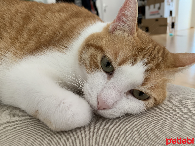 Sarman, Kedi  Venüs fotoğrafı