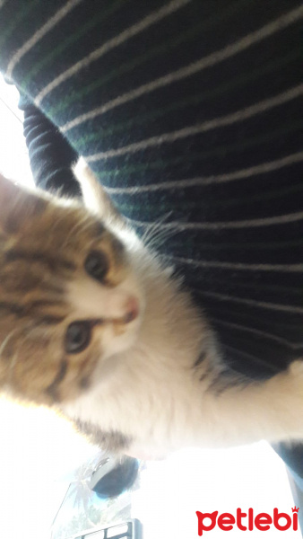 Tekir Kedi, Kedi  Katip fotoğrafı