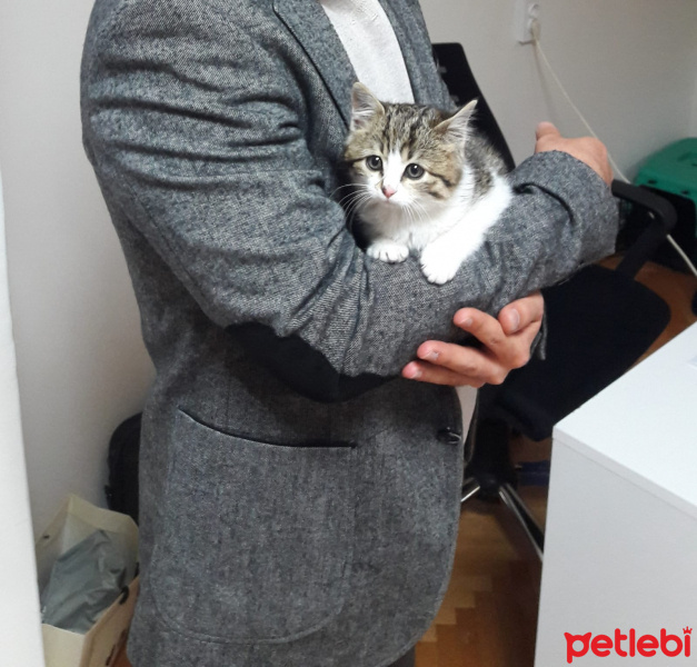 Tekir Kedi, Kedi  Katip fotoğrafı