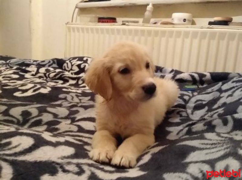 Golden Retriever, Köpek  Robby fotoğrafı