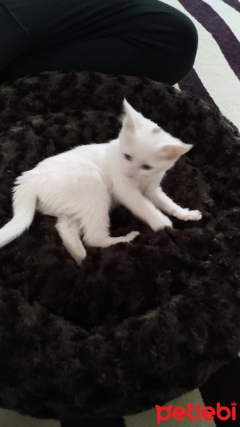 Van Kedisi, Kedi  Raşha fotoğrafı