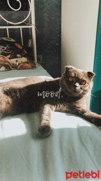 Scottish Fold, Kedi  Leon fotoğrafı