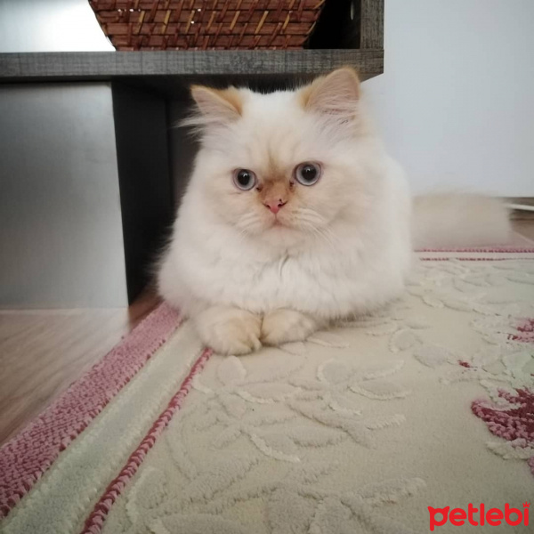 İran Kedisi (Persian), Kedi  Şeker fotoğrafı