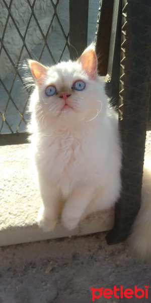 İran Kedisi (Persian), Kedi  Şeker fotoğrafı