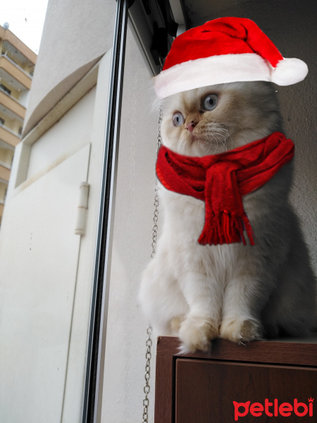 İran Kedisi (Persian), Kedi  Şeker fotoğrafı