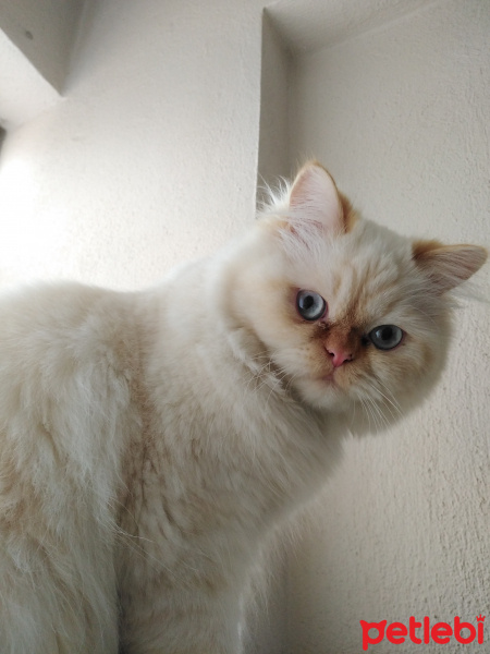 İran Kedisi (Persian), Kedi  Şeker fotoğrafı
