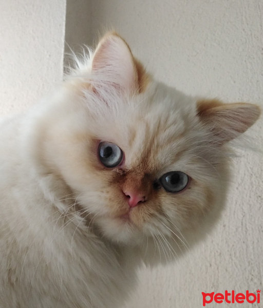 İran Kedisi (Persian), Kedi  Şeker fotoğrafı