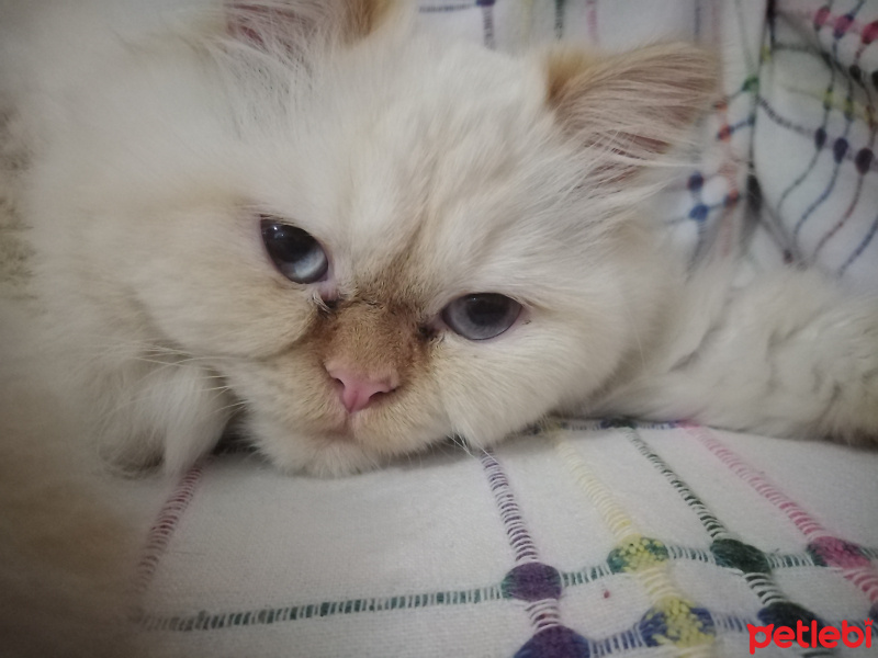 İran Kedisi (Persian), Kedi  Şeker fotoğrafı