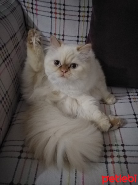 İran Kedisi (Persian), Kedi  Şeker fotoğrafı