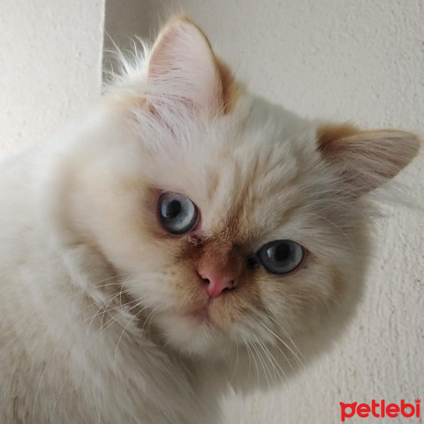 İran Kedisi (Persian), Kedi  Şeker fotoğrafı