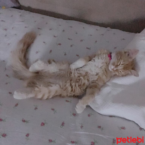 İran Kedisi (Persian), Kedi  Şeker fotoğrafı