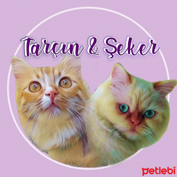 İran Kedisi (Persian), Kedi  Şeker fotoğrafı