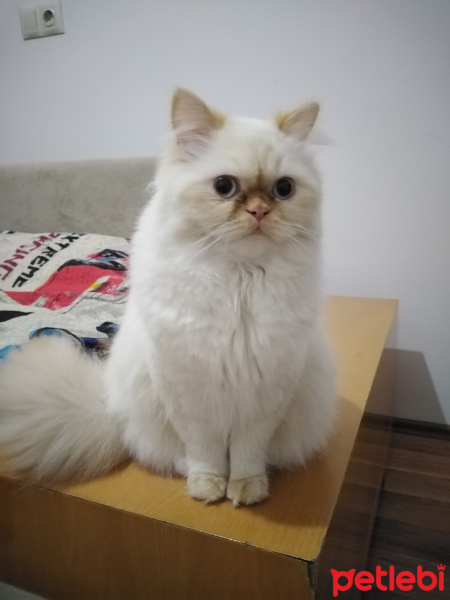 İran Kedisi (Persian), Kedi  Şeker fotoğrafı
