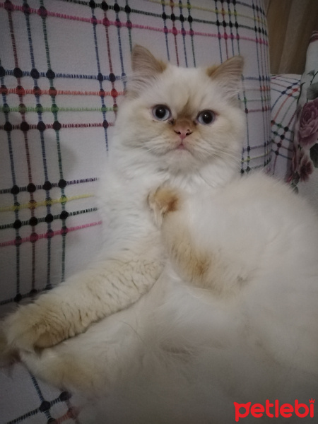 İran Kedisi (Persian), Kedi  Şeker fotoğrafı