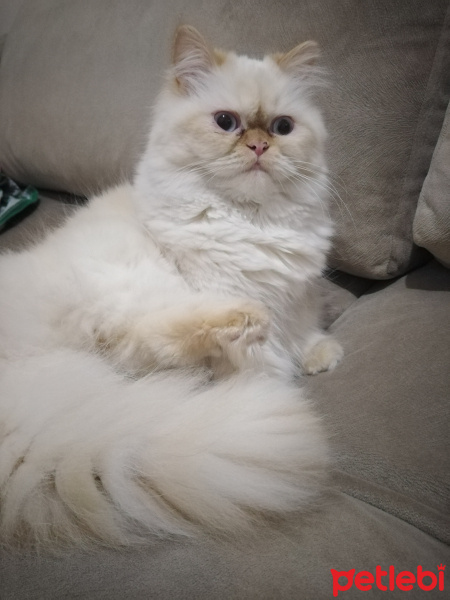 İran Kedisi (Persian), Kedi  Şeker fotoğrafı