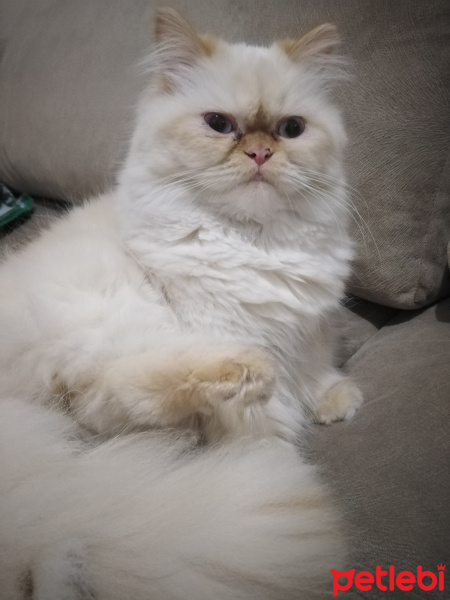 İran Kedisi (Persian), Kedi  Şeker fotoğrafı