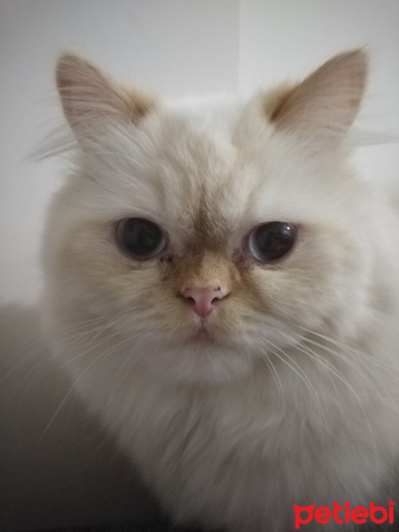 İran Kedisi (Persian), Kedi  Şeker fotoğrafı