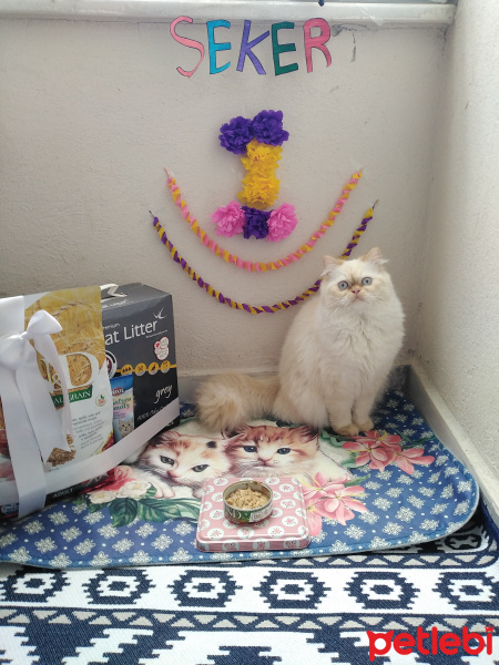 İran Kedisi (Persian), Kedi  Şeker fotoğrafı