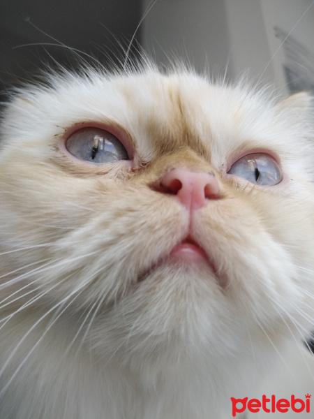 İran Kedisi (Persian), Kedi  Şeker fotoğrafı