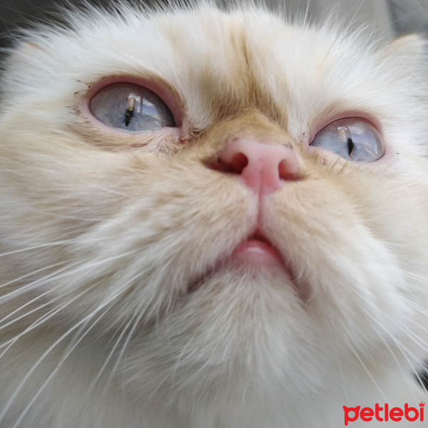 İran Kedisi (Persian), Kedi  Şeker fotoğrafı