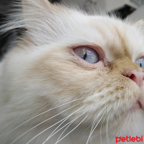 İran Kedisi (Persian), Kedi  Şeker fotoğrafı