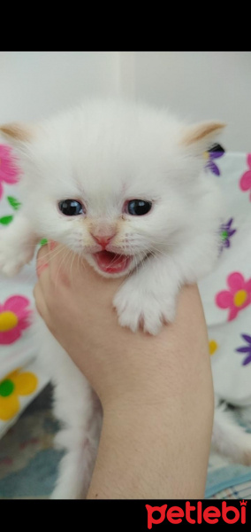 İran Kedisi (Persian), Kedi  Şeker fotoğrafı