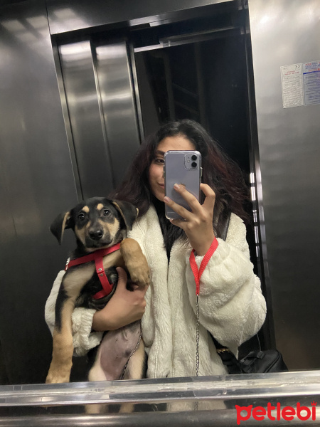 Rottweiler, Köpek  Çiko fotoğrafı