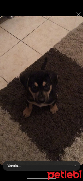 Rottweiler, Köpek  Çiko fotoğrafı