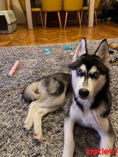 Sibirya Kurdu (Husky), Köpek  Atlas fotoğrafı