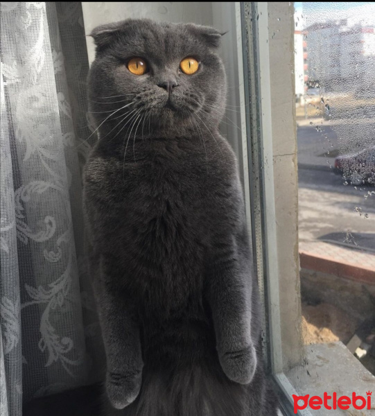 Scottish Fold, Kedi  Rıfkı fotoğrafı