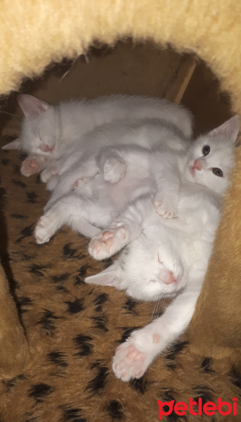 Ankara Kedisi, Kedi  Karlu fotoğrafı