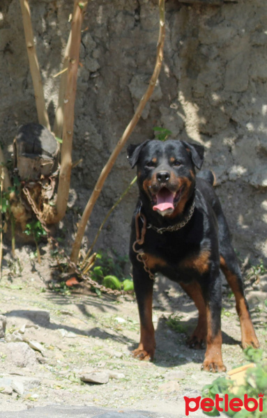 Rottweiler, Köpek  Yaman hırçın fotoğrafı