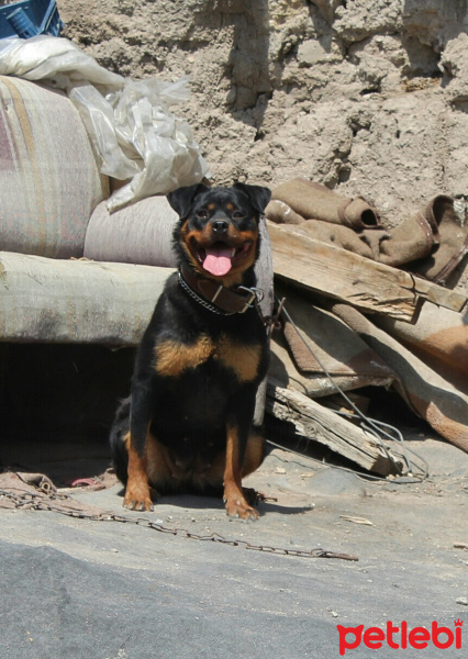 Rottweiler, Köpek  Yaman hırçın fotoğrafı